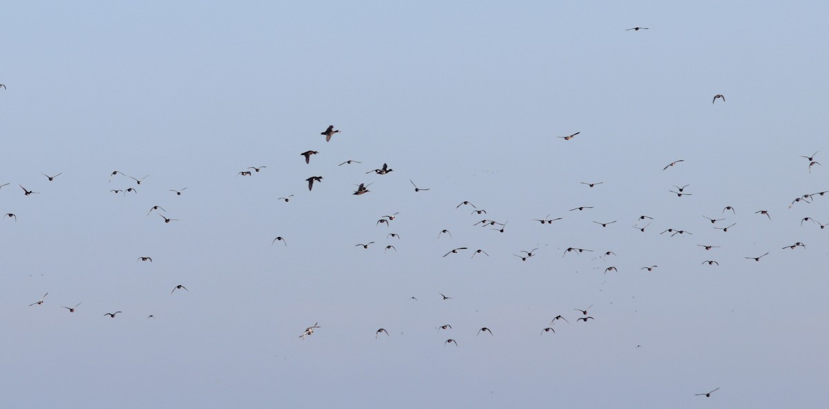 Ring-necked Duck - ML648964399