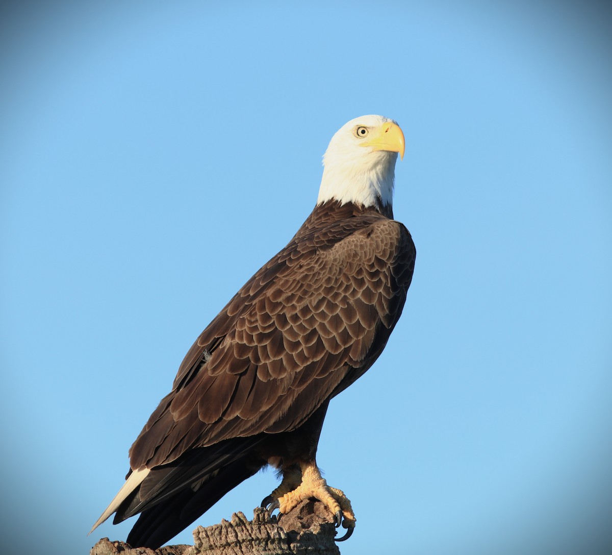 Bald Eagle - ML648964410