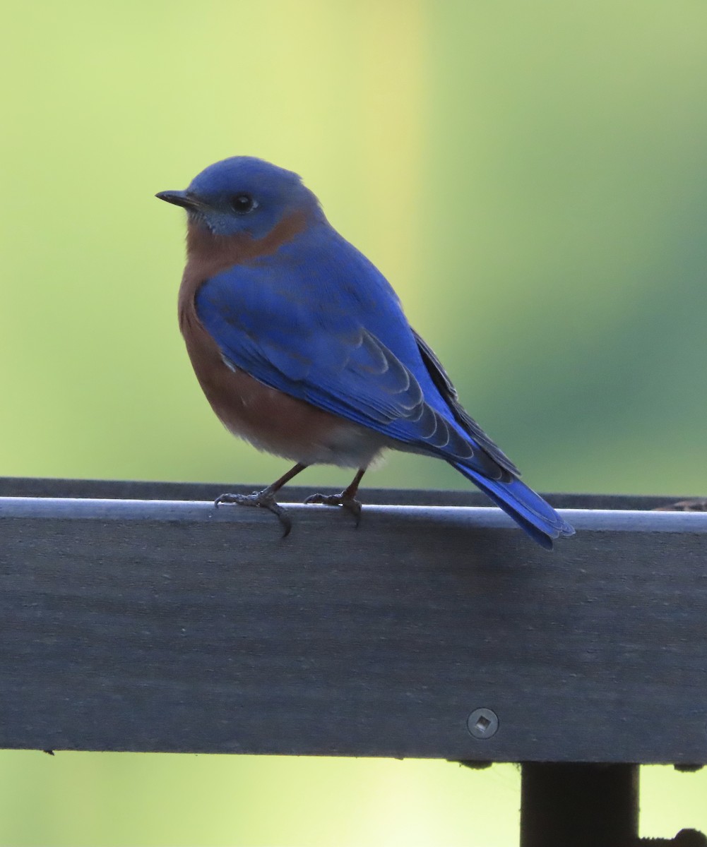 Azulejo Oriental - ML648964427