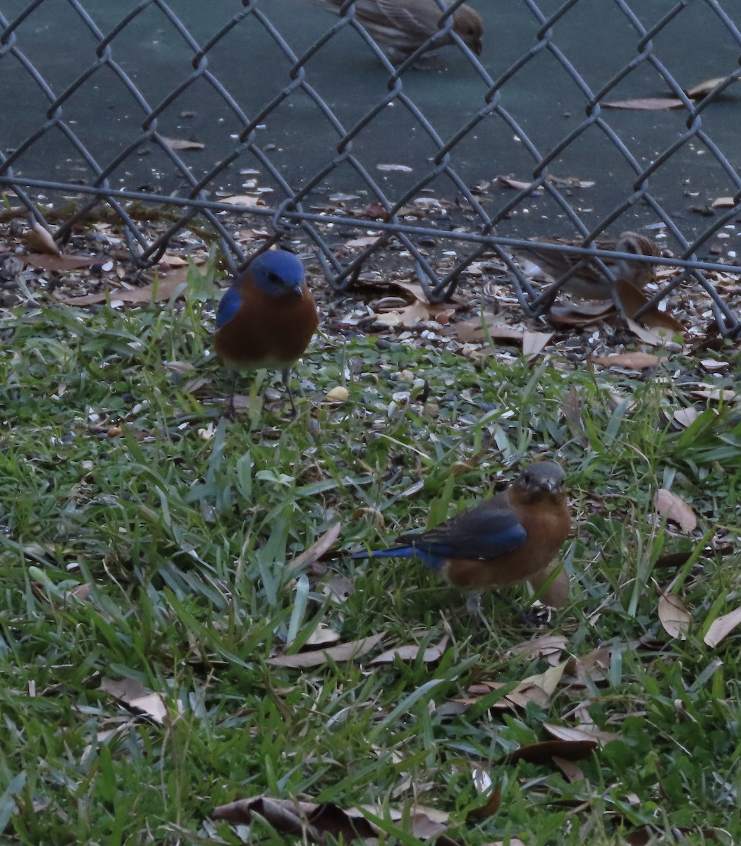 Azulejo Oriental - ML648964430