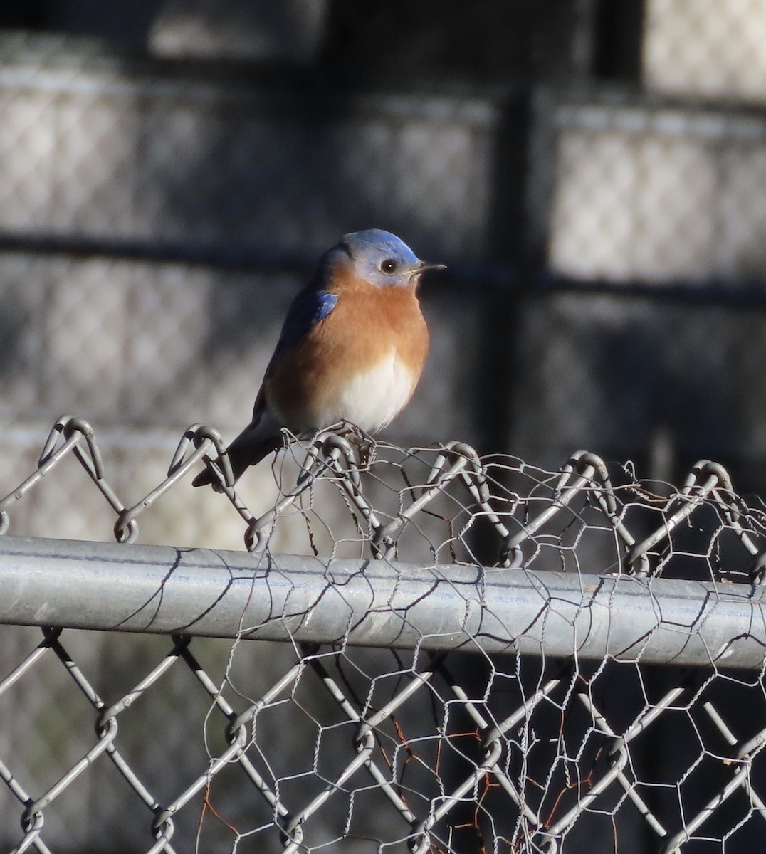 Azulejo Oriental - ML648964434