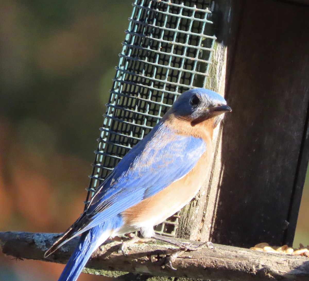 Azulejo Oriental - ML648964437