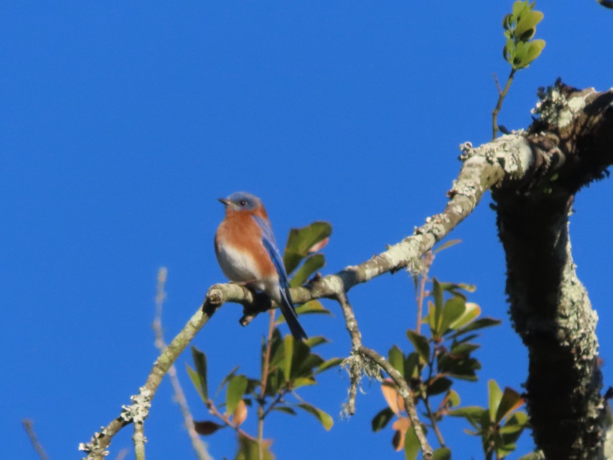 Azulejo Oriental - ML648964438