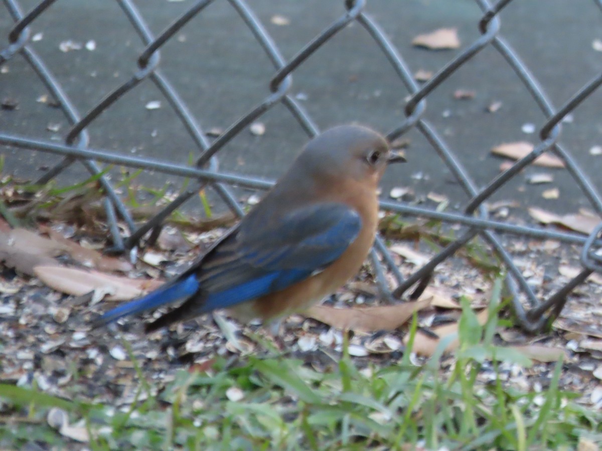 Azulejo Oriental - ML648964439