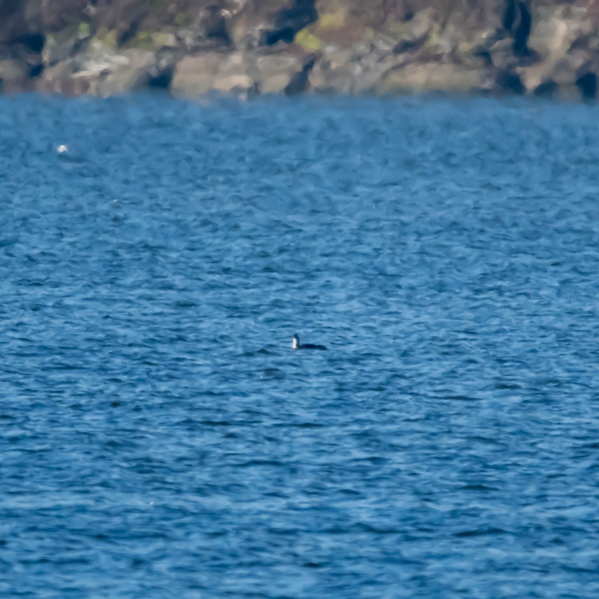 Red-throated Loon - ML648964445