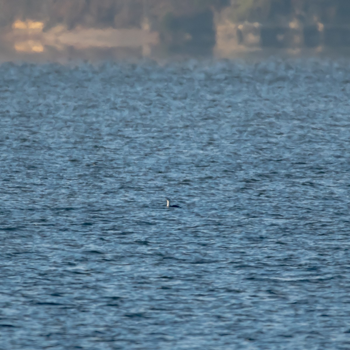 Red-throated Loon - ML648964446
