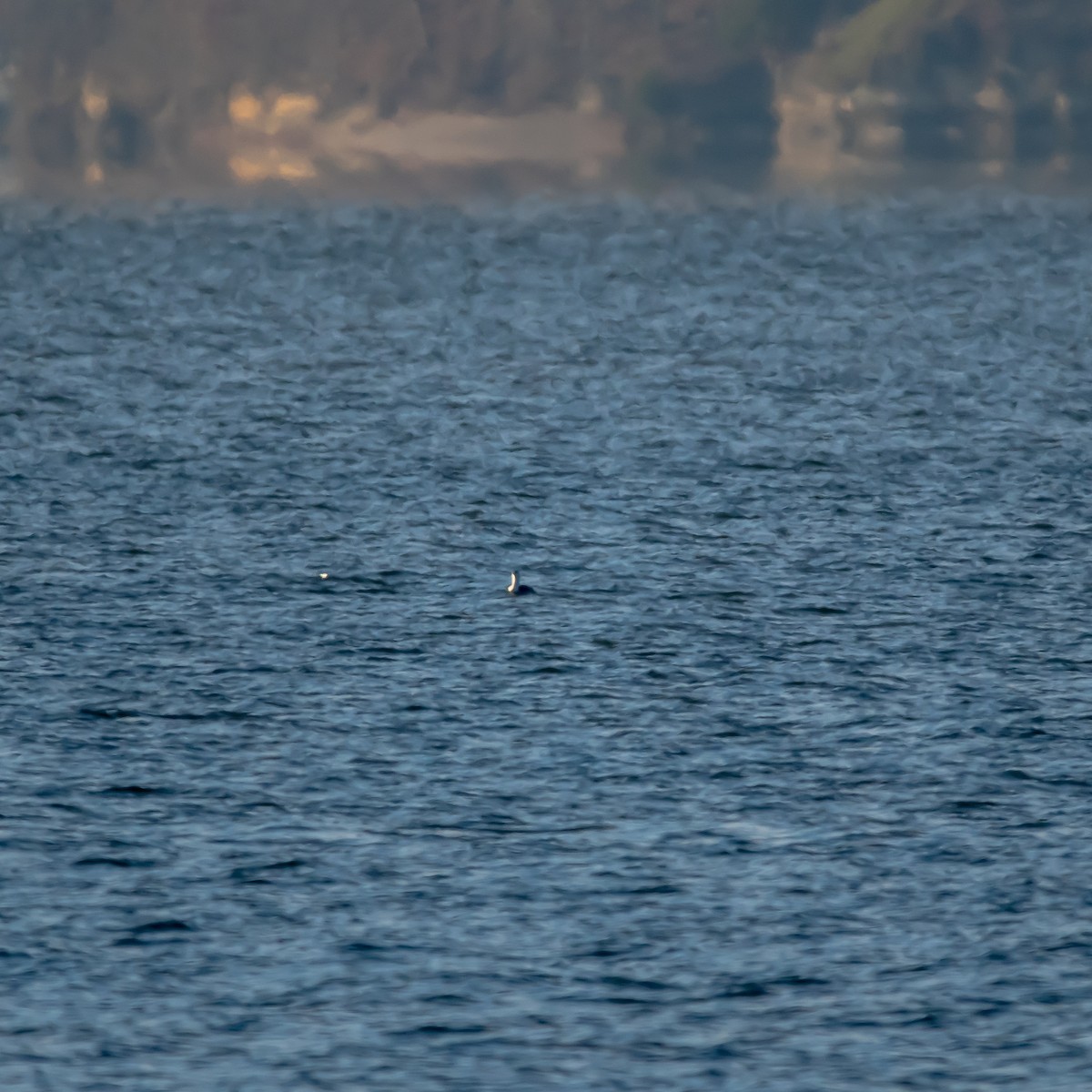 Red-throated Loon - ML648964447