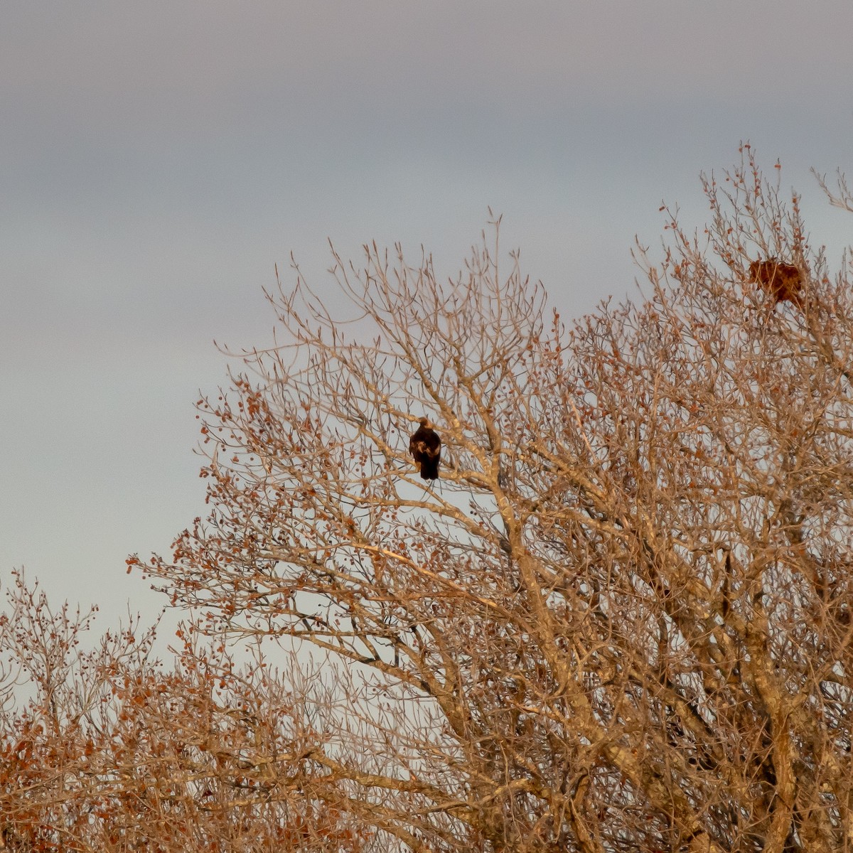 Golden Eagle - ML648964475