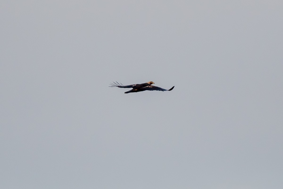 Golden Eagle - ML648964476