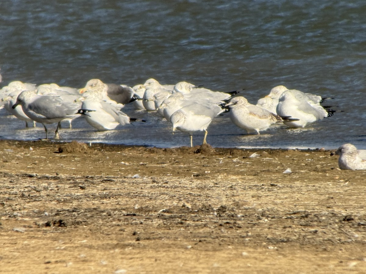 Lesser Black-backed Gull - ML648964502