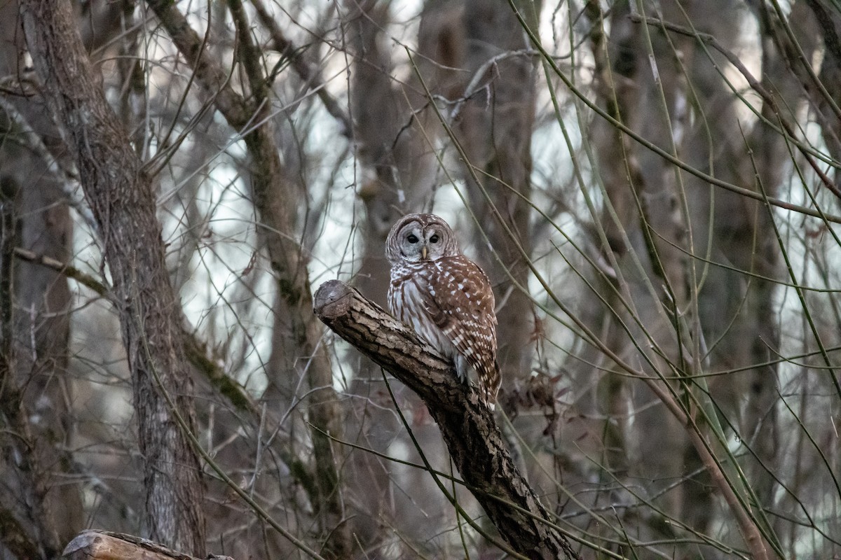 Barred Owl - ML648964547