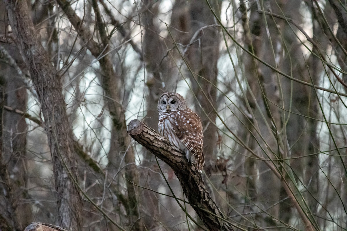 Barred Owl - ML648964548