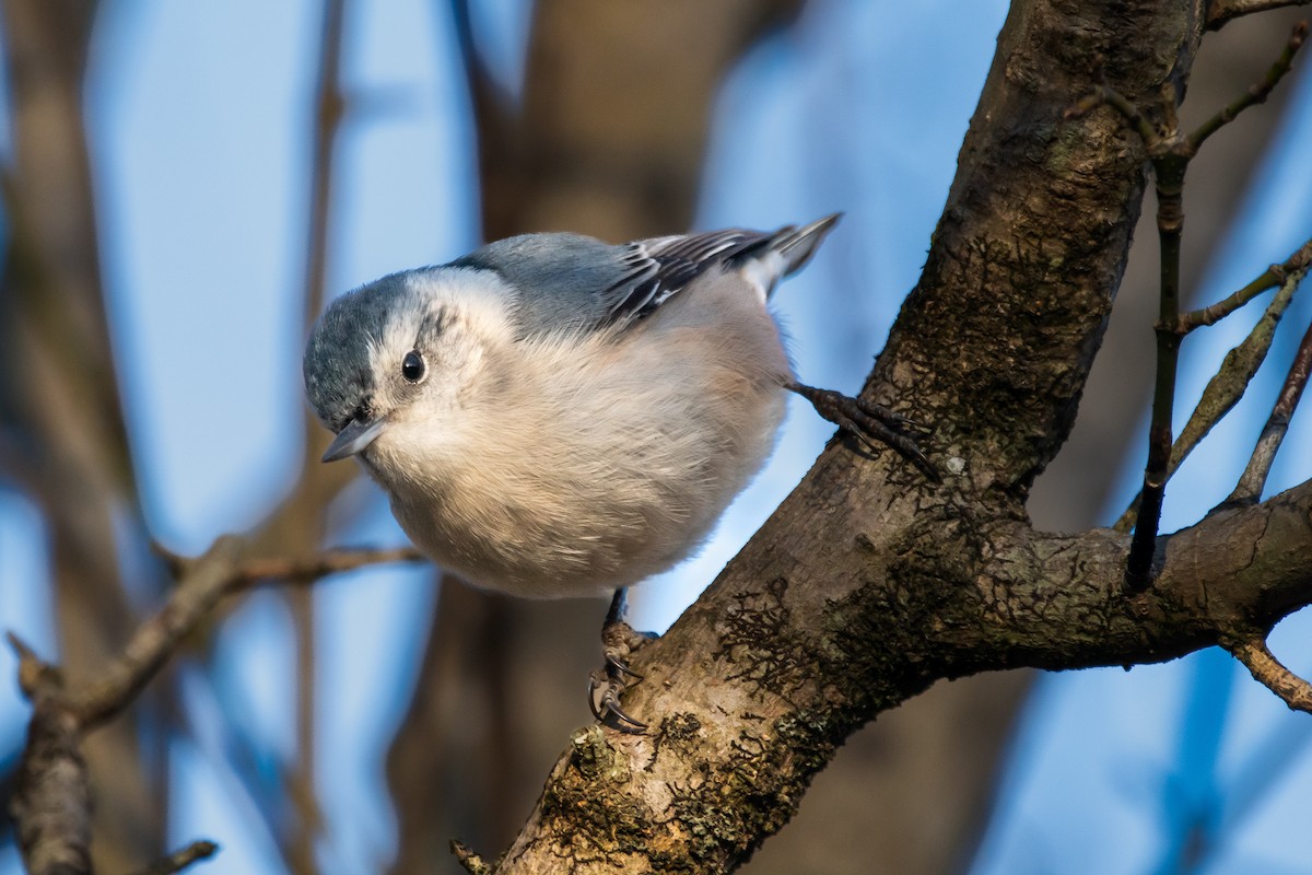 White-breasted Nuthatch - ML648964616