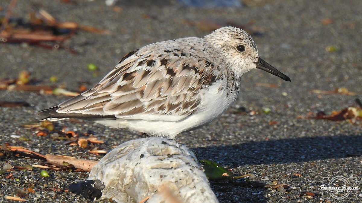 三趾濱鷸 - ML648964634