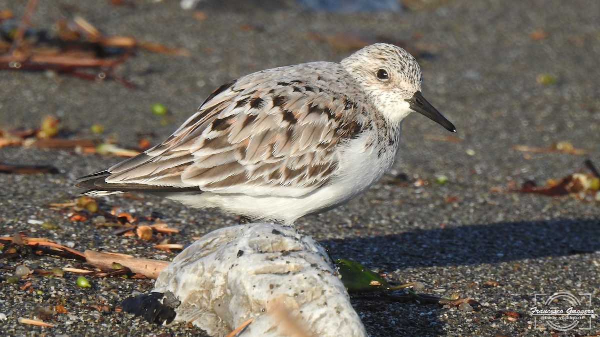 三趾濱鷸 - ML648964635