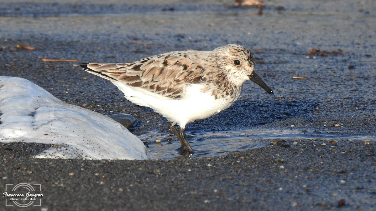 三趾濱鷸 - ML648964636