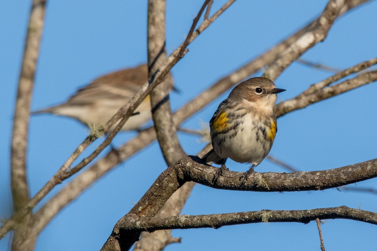 Yellow-rumped Warbler - ML648964640