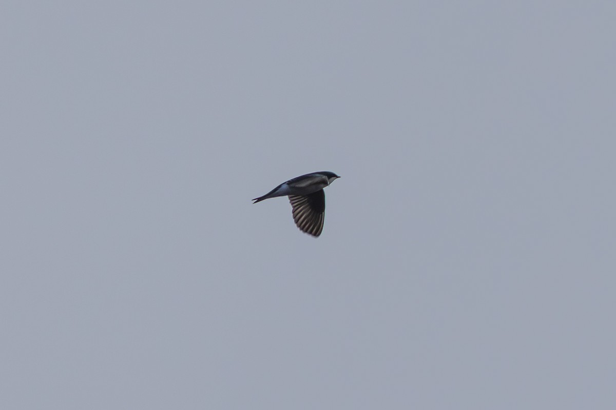 vlaštovka stromová - ML648964698