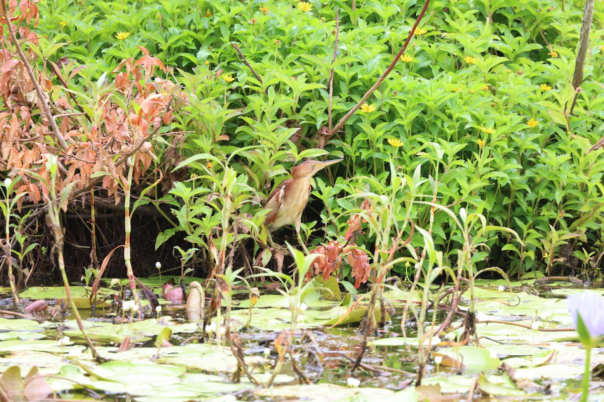 Black-backed Bittern - ML648964745