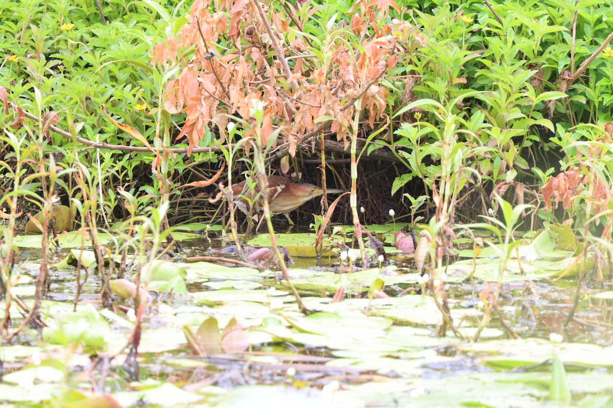 Black-backed Bittern - ML648964746