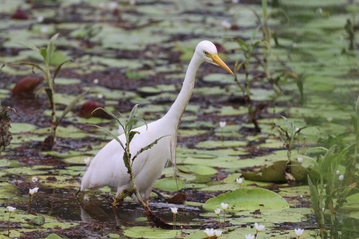 Plumed Egret - ML648964756