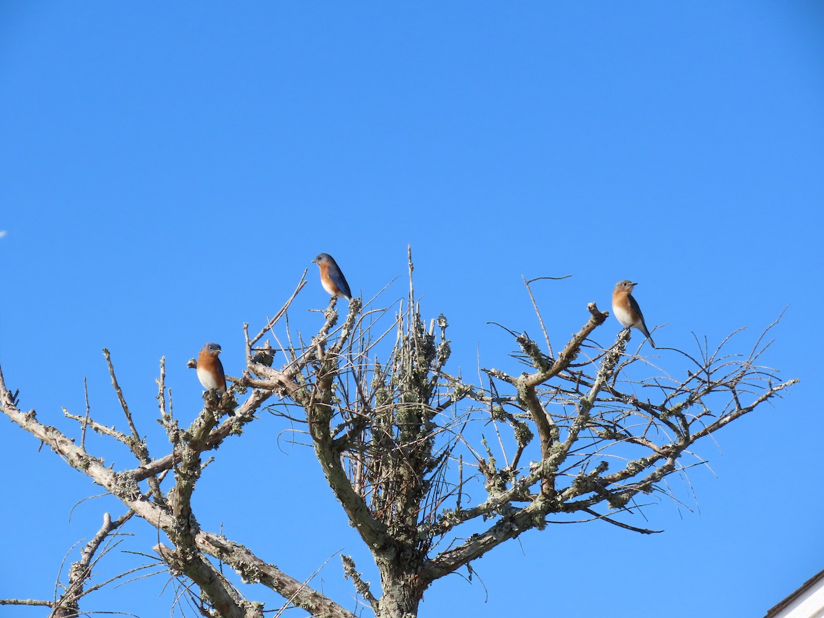 Azulejo Oriental - ML648964799