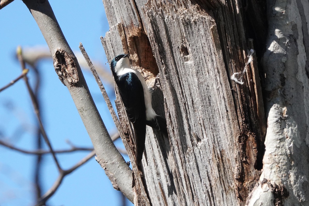 vlaštovka stromová - ML648964881