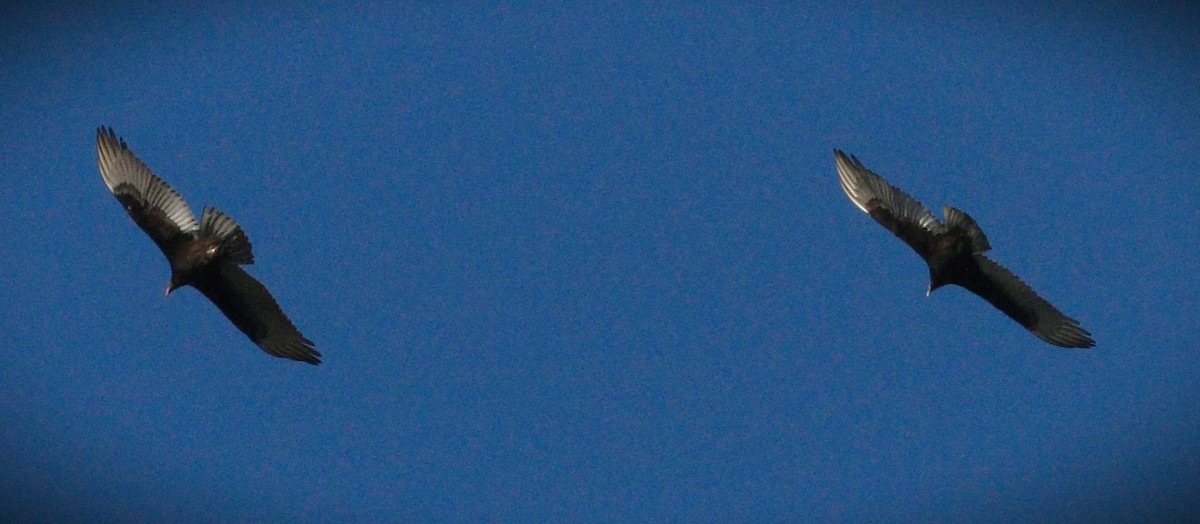 Turkey Vulture - ML648964966