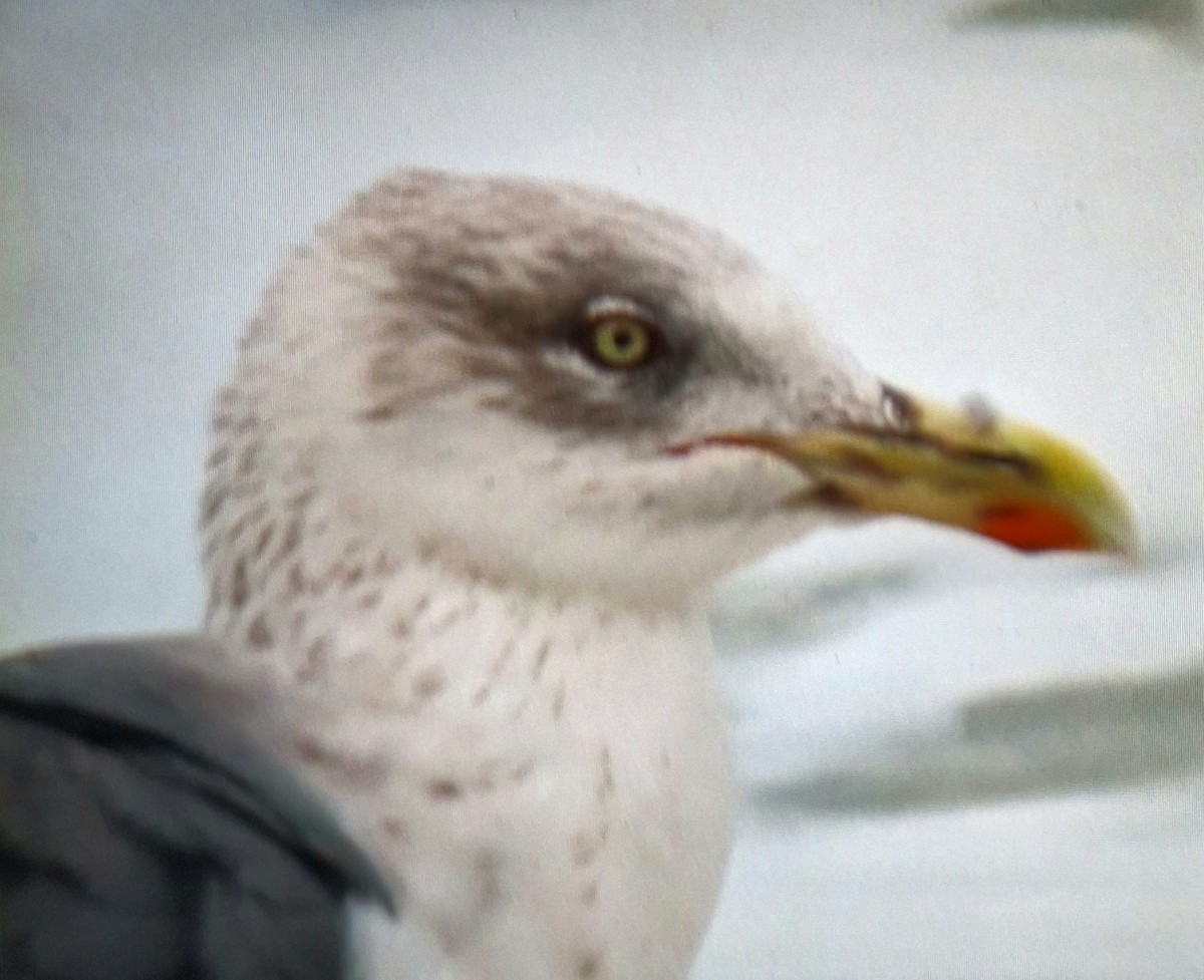 Lesser Black-backed Gull - ML648964968
