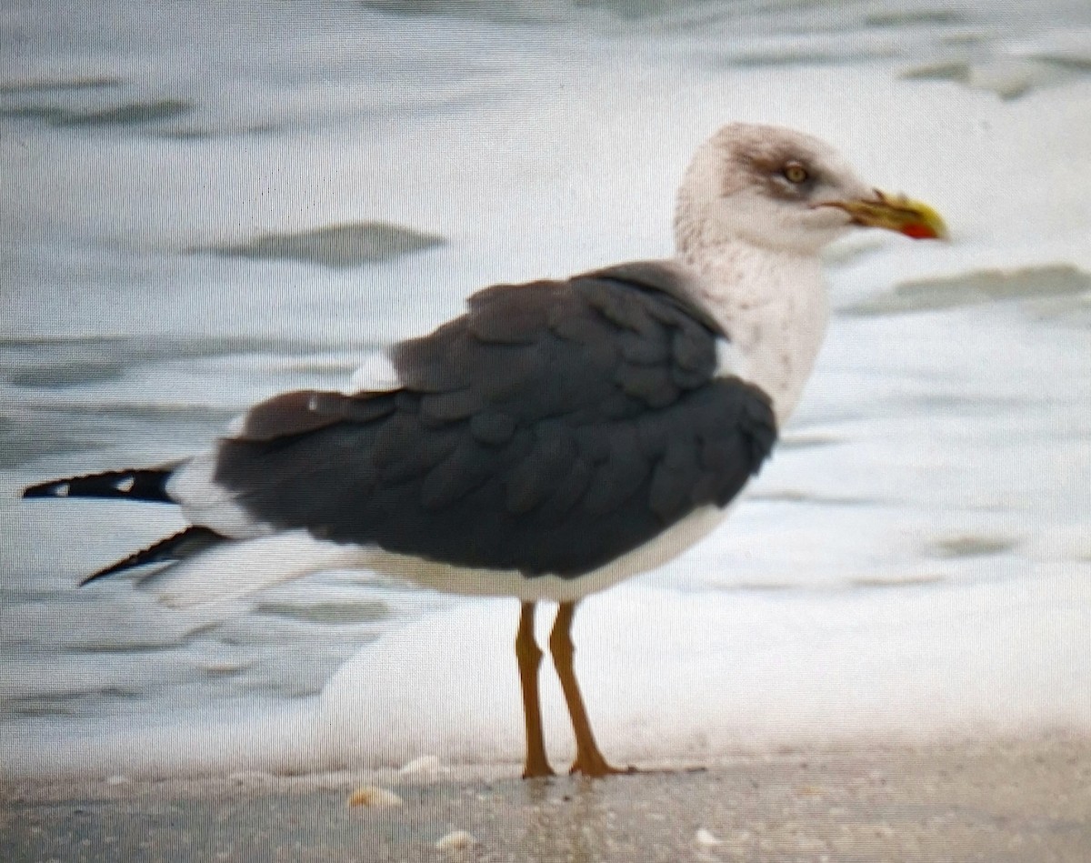 Lesser Black-backed Gull - ML648964969
