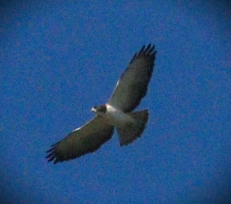 Short-tailed Hawk - ML648964971