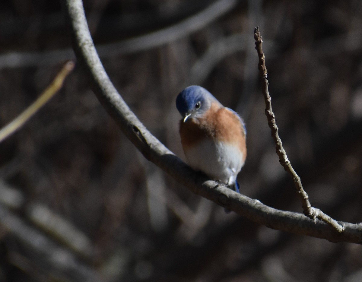 Azulejo Oriental - ML648965130