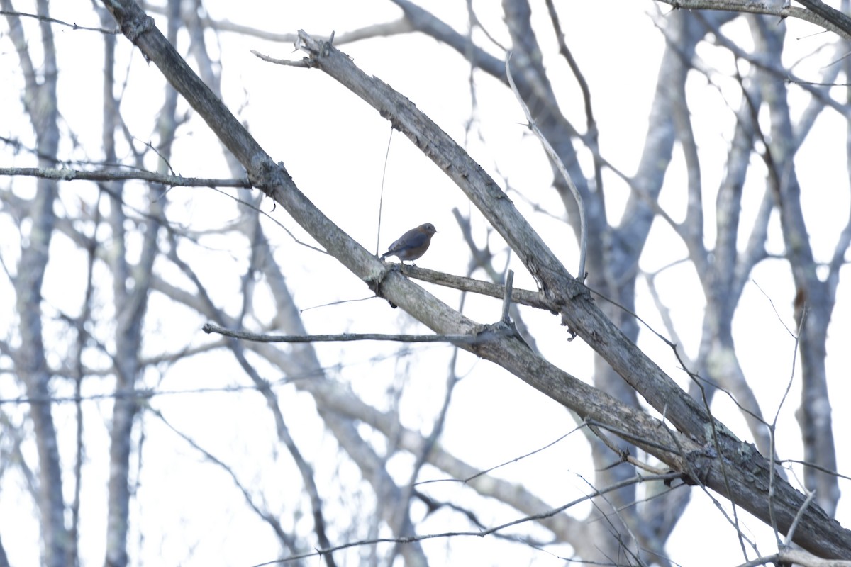 Azulejo Oriental - ML648965168