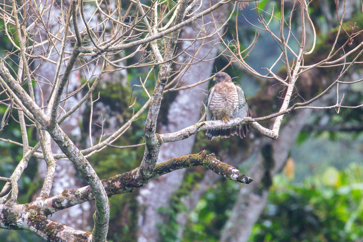 Busardo Aliancho - ML648965260