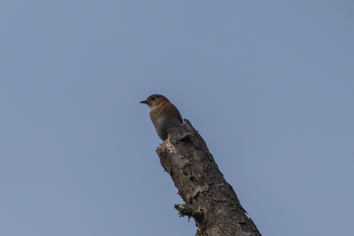 Azulejo Oriental - ML648965338