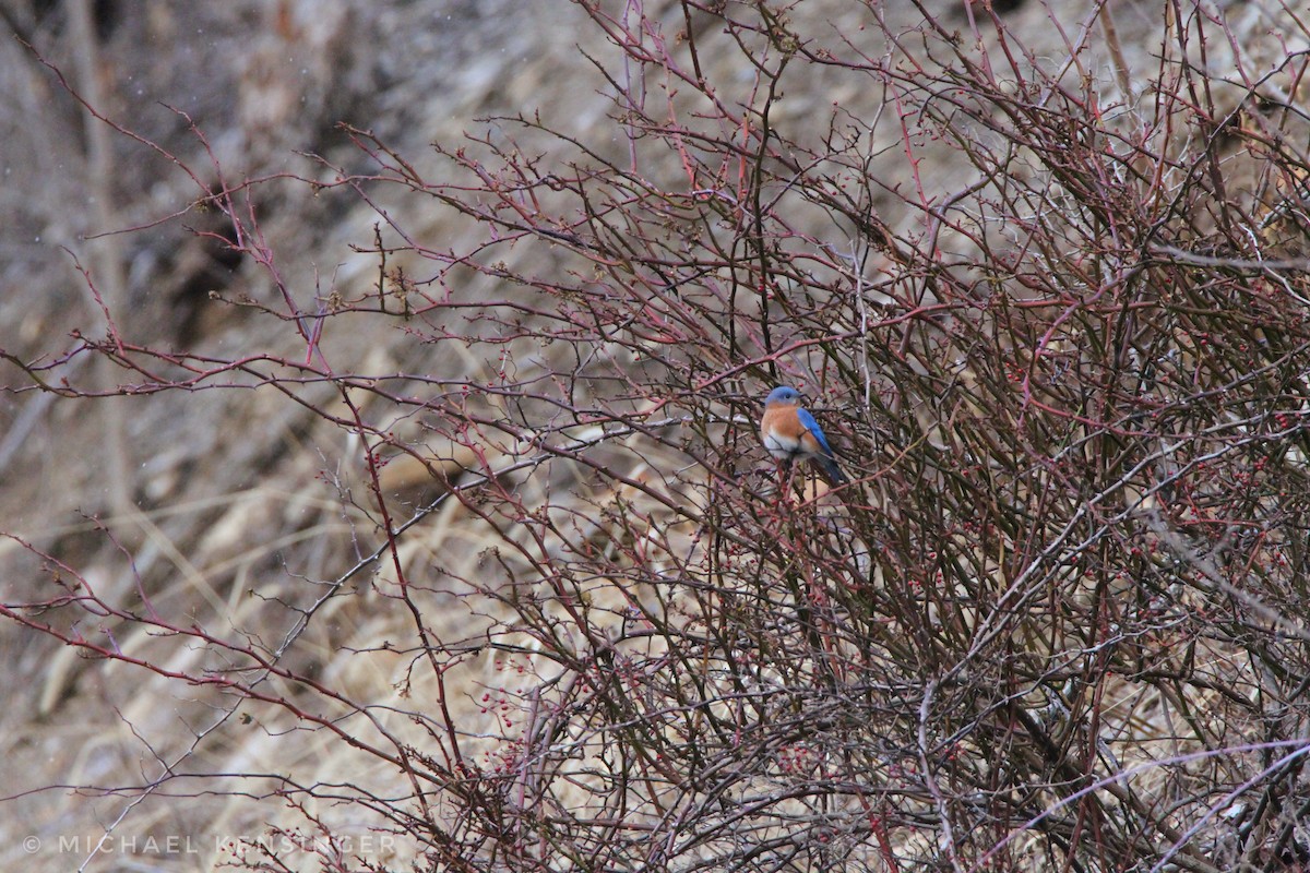 Azulejo Oriental - ML648965396