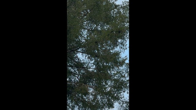 káně rudochvostá - ML648965484