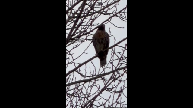 káně rudochvostá - ML648965503