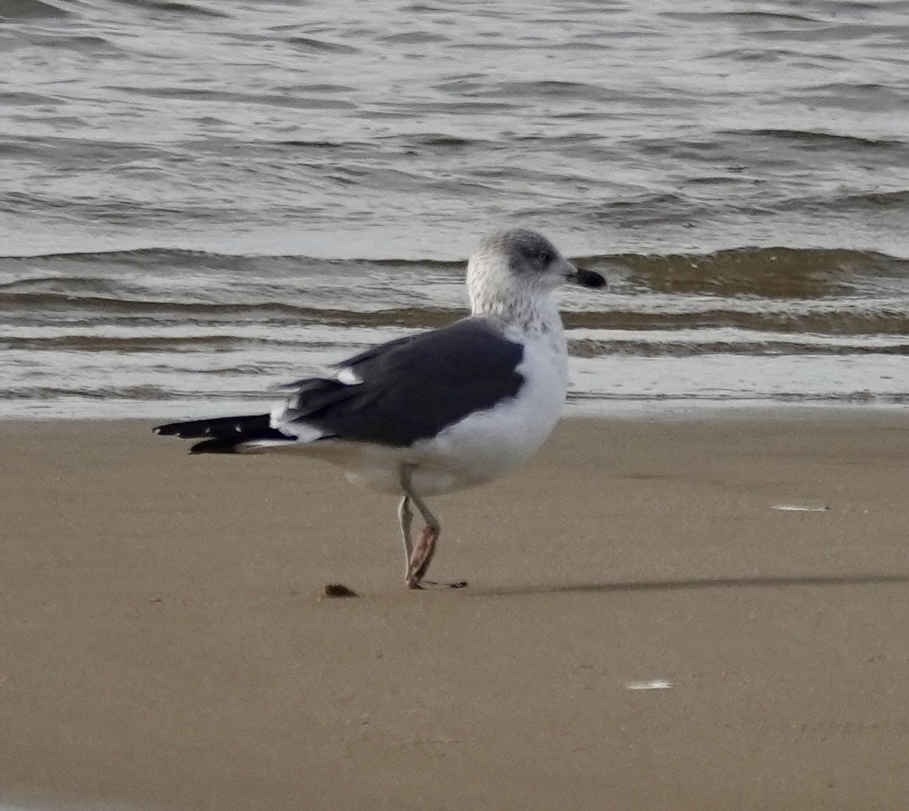 Lesser Black-backed Gull - ML648965646