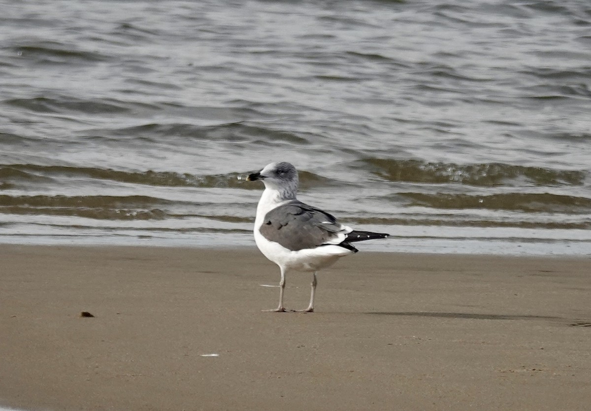 Lesser Black-backed Gull - ML648965647