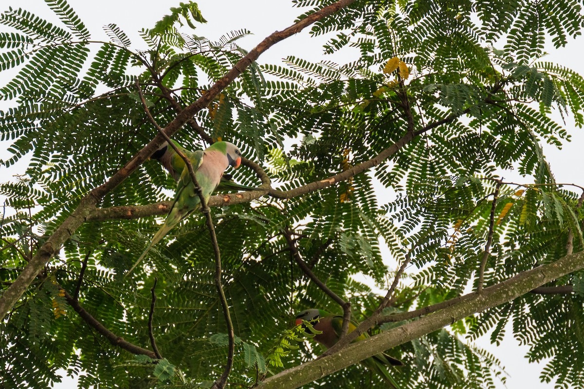 Red-breasted Parakeet - ML648965700