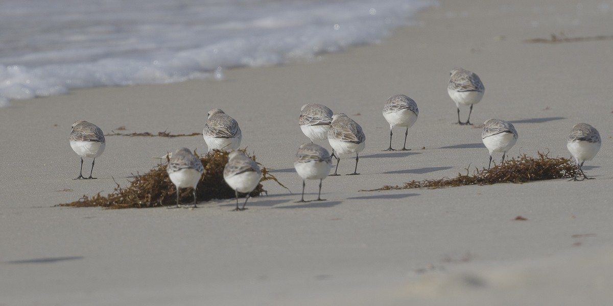 三趾濱鷸 - ML648965755