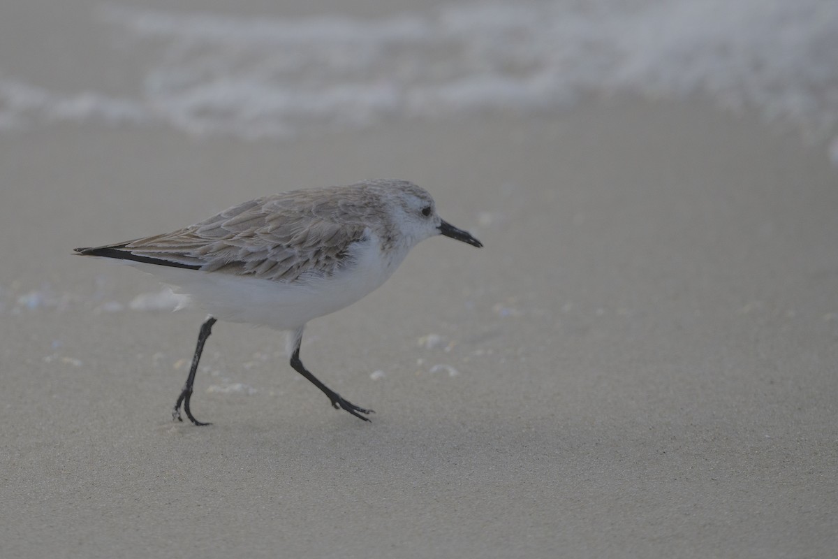 三趾濱鷸 - ML648965756