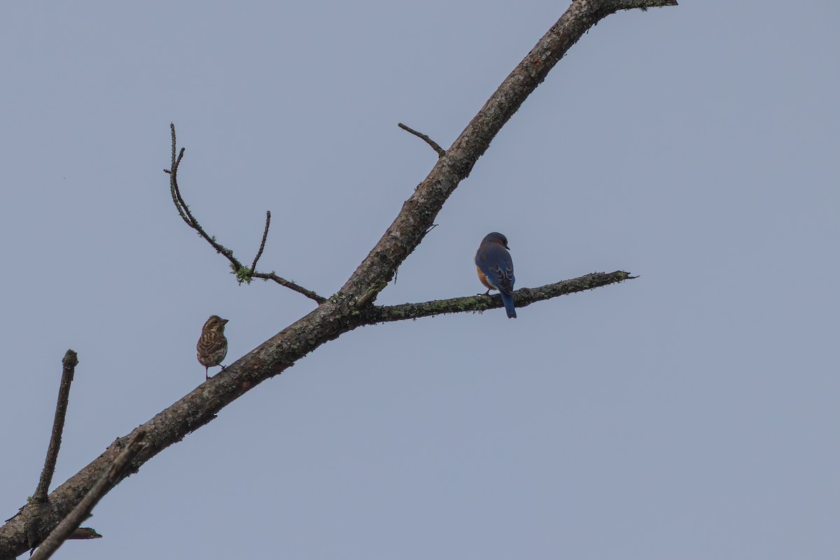 Azulejo Oriental - ML648965815