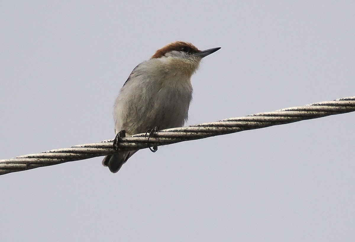 Brown-headed Nuthatch - ML648965816