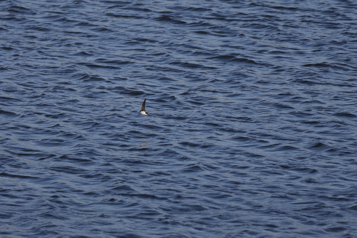 vlaštovka stromová - ML648965943