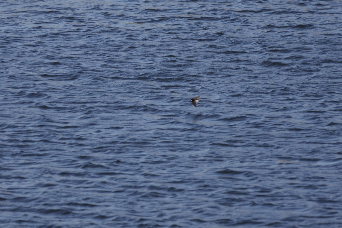 vlaštovka stromová - ML648965946