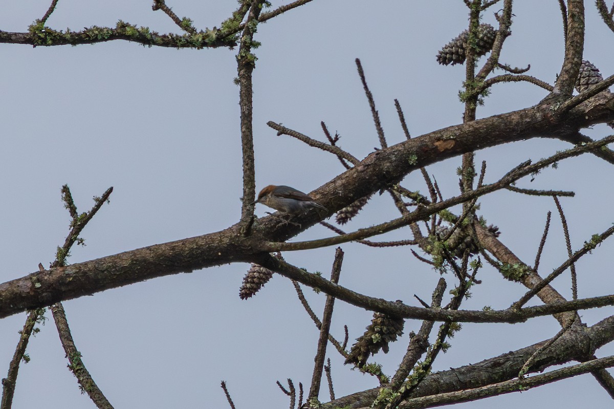 Brown-headed Nuthatch - ML648966094
