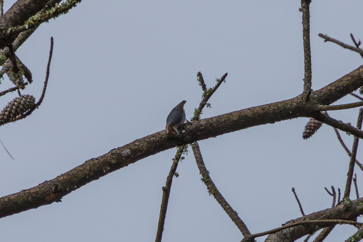 Brown-headed Nuthatch - ML648966146