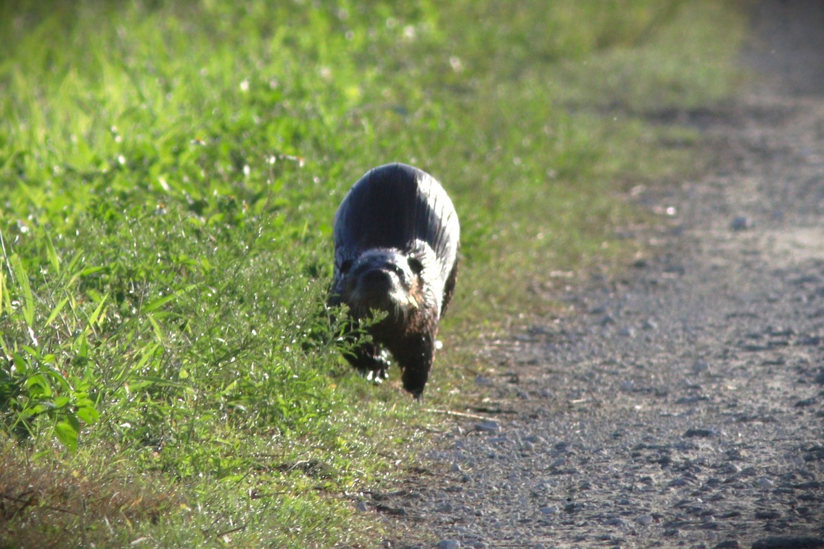 Southeastern River Otter - ML648966174